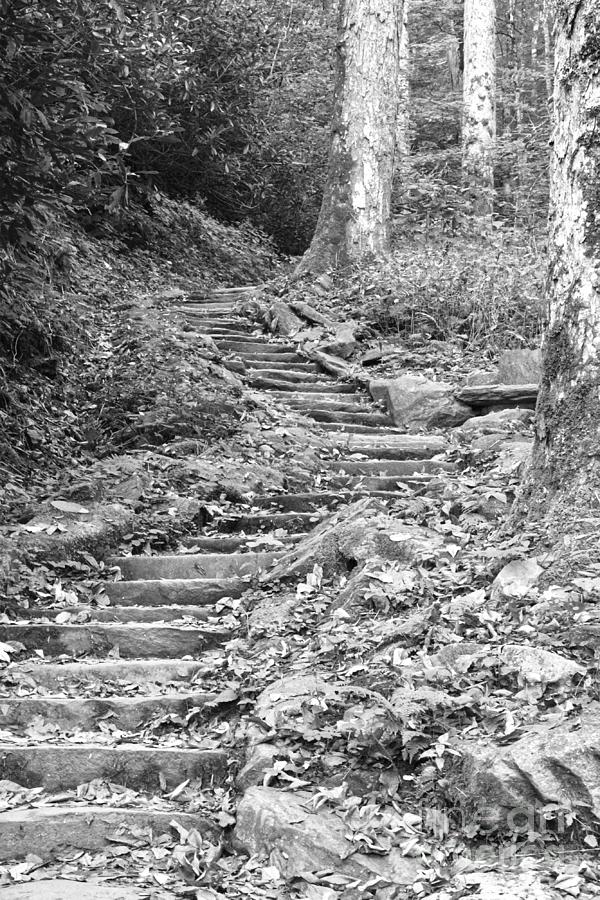 Steps Up Into The Forest 3 Photograph by Phil Perkins