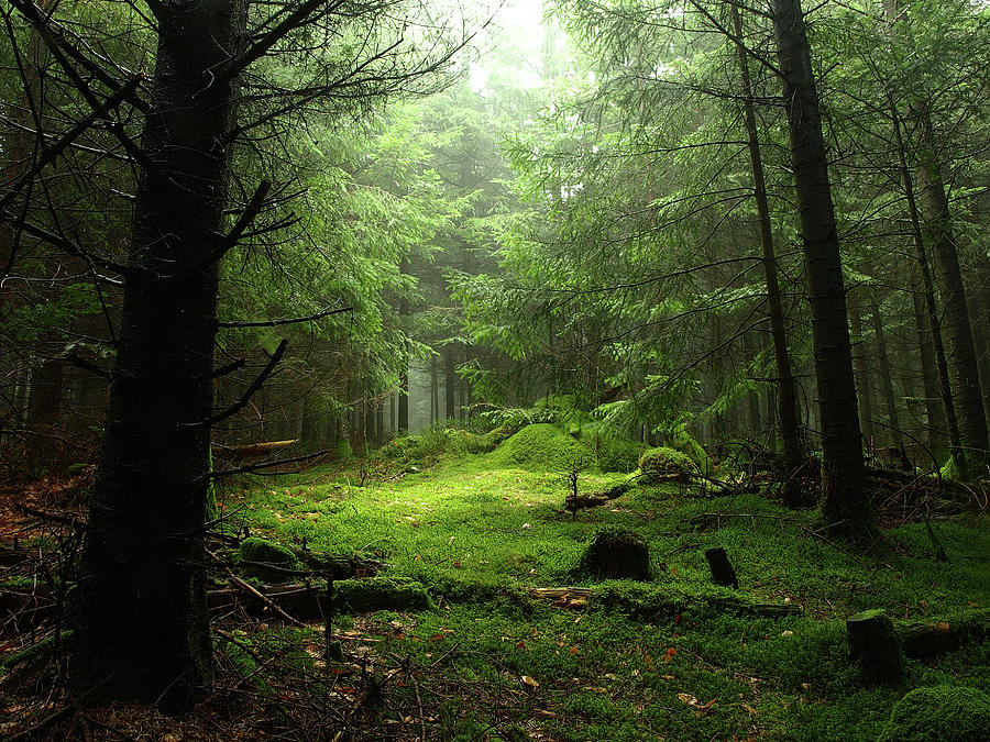 Sterious Forest Photograph by Guillaume Temin