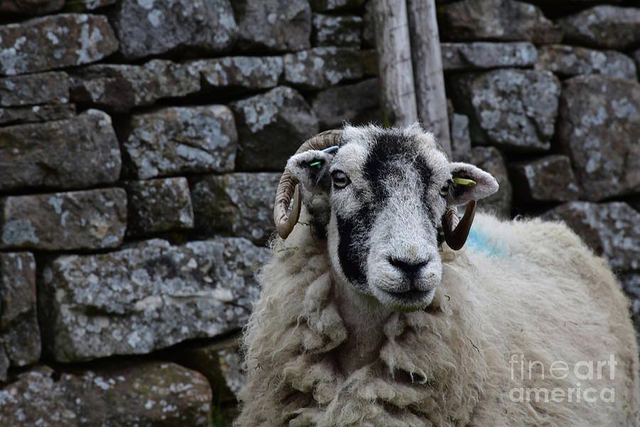 Stern Looking Swaledale Sheep with a Stone Wall Photograph by DejaVu Designs