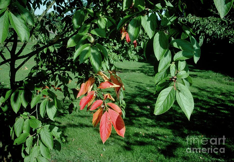 Stewartia Pseudocamellia Photograph by Science Photo Library Stewartia Pseudocamellia Photograph by Science Photo Library