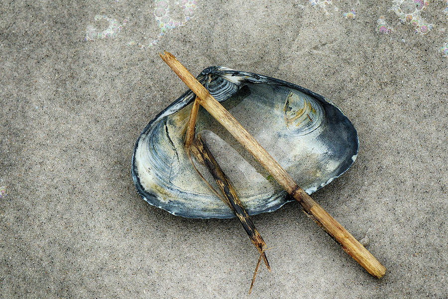 Stick and Sea Shell Photograph by Cate Franklyn