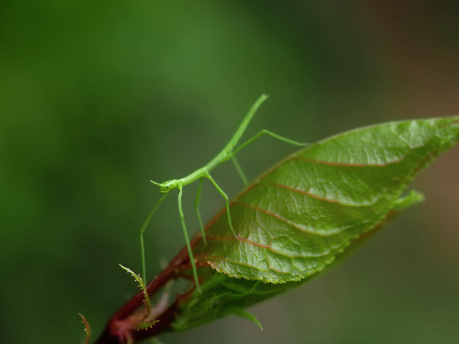 Stick Bug On Apricot Leaf Photograph by Rubén Duro Perez