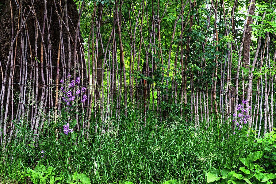 Stick Fence Green Grass and Purple Flowers Photograph by James BO Insogna
