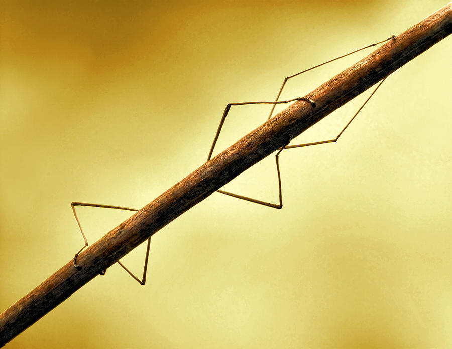 Insects Photograph - Stick Insect by Jimmy Hoffman