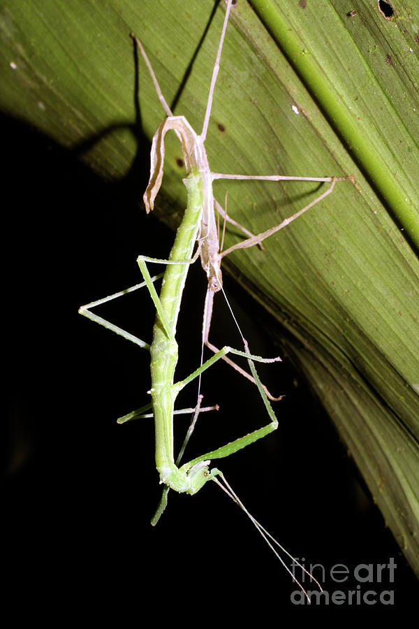 Stick Insect Moulting By Dr Morley Readscience Photo Library