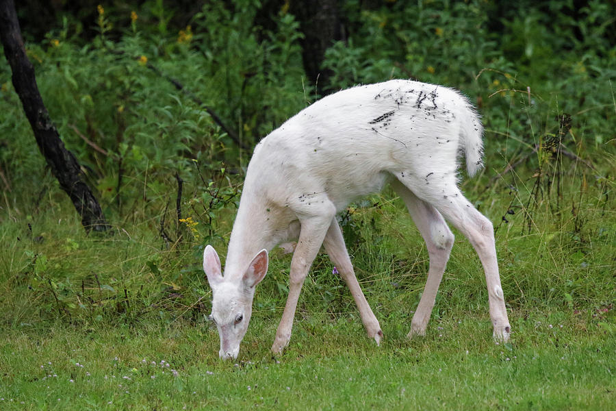 Sticktites on Deer 2 Photograph by Brook Burling