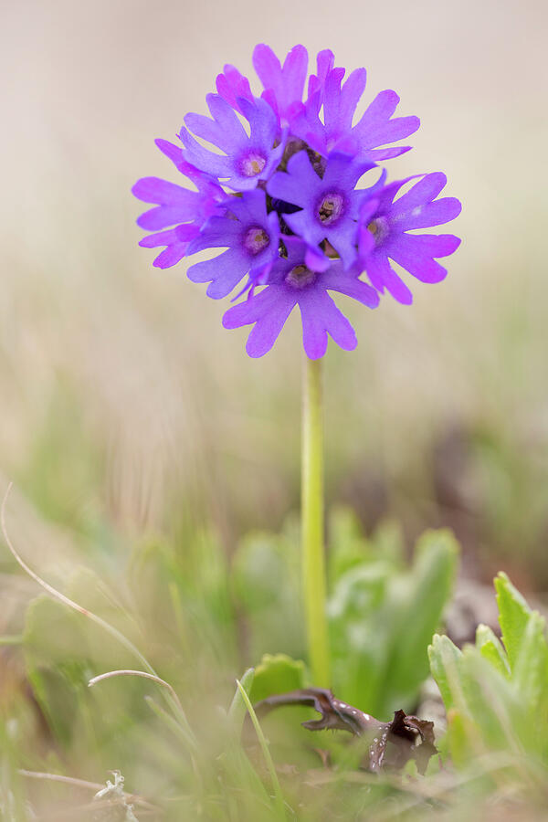 Flower Photograph - Sticky Primrose Nordtirol, Austrian Alps. by Alex Hyde / Naturepl.com