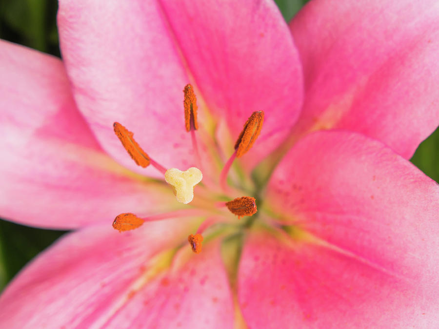 Stigma and anthers of a pink lily Photograph by Tosca Weijers