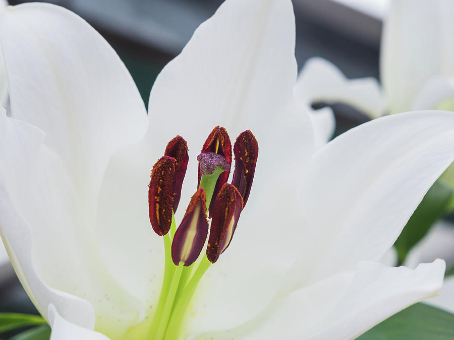 Stigma and anthers of a white lily Photograph by Tosca Weijers