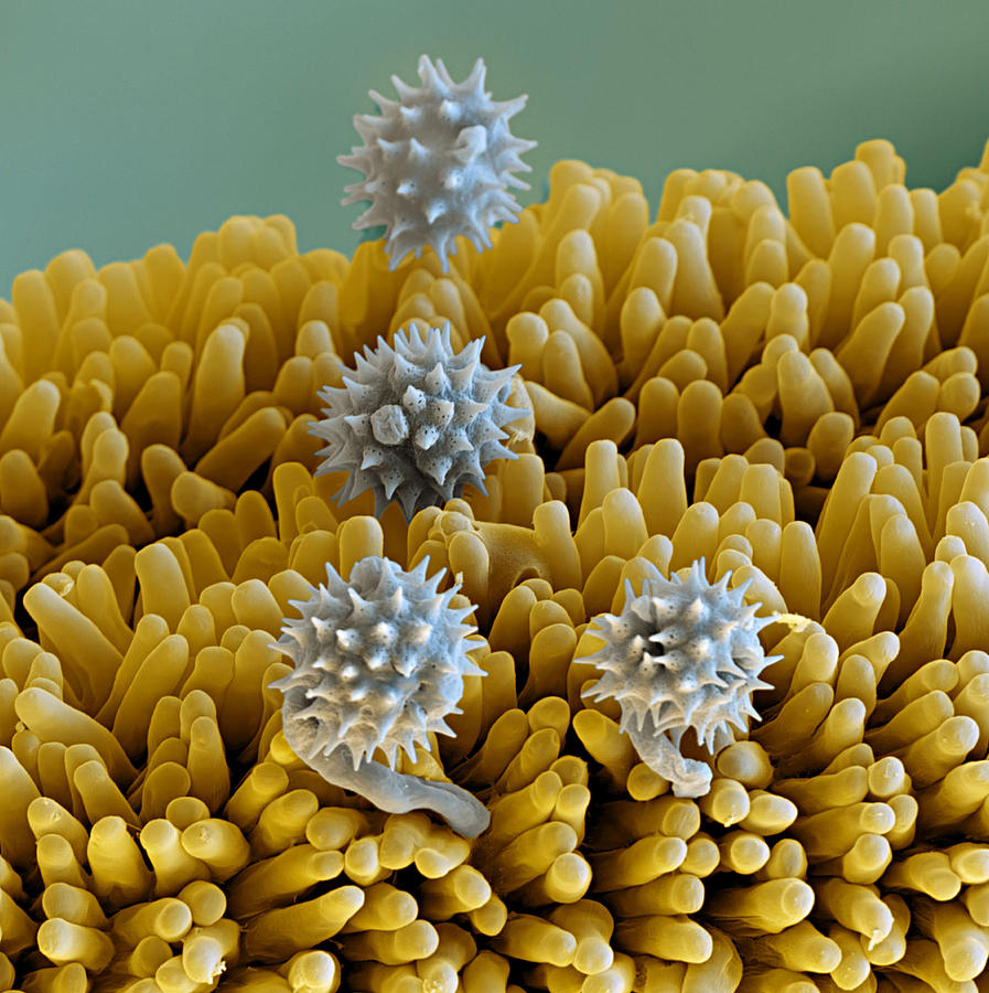 Stigma And Pollen From Leopards Bane Photograph by Meckes/ottawa