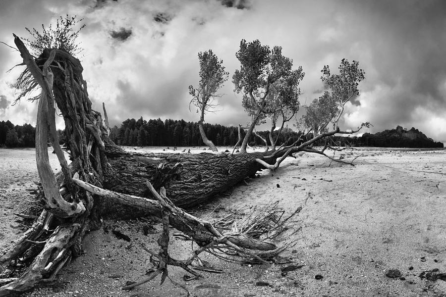 Tree Photograph - Still Alive by Francois Casanova