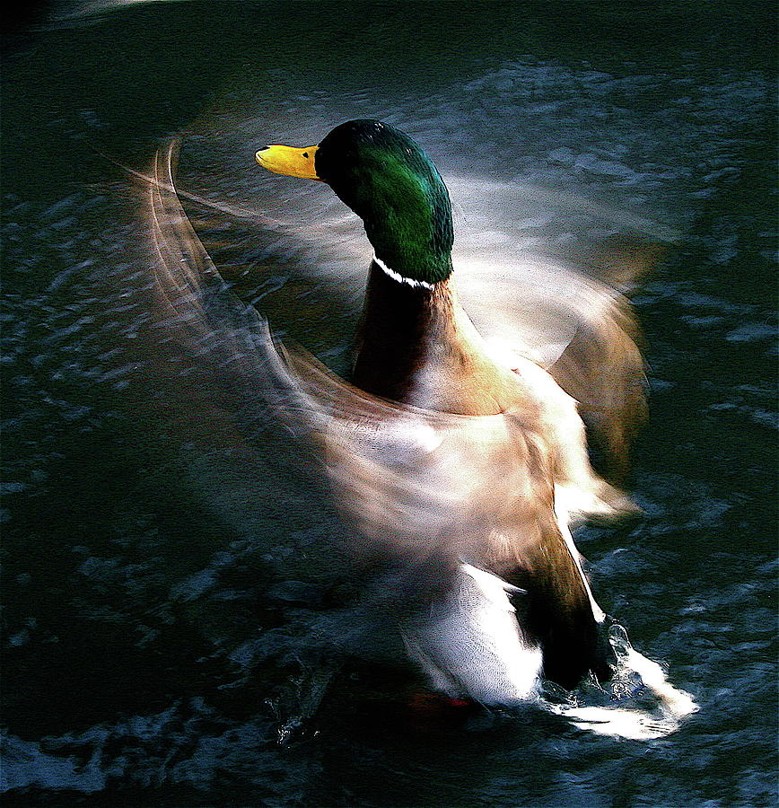 Still Hurry Bird Photograph by Johann S. Karlsson
