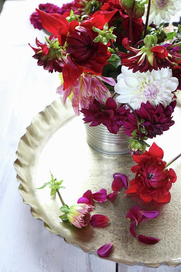Still-life Arrangement Of Bordeaux And Bright Red Dahlias On Gold Tray Decorated With Scattered Petals Photograph by Regina Hippel