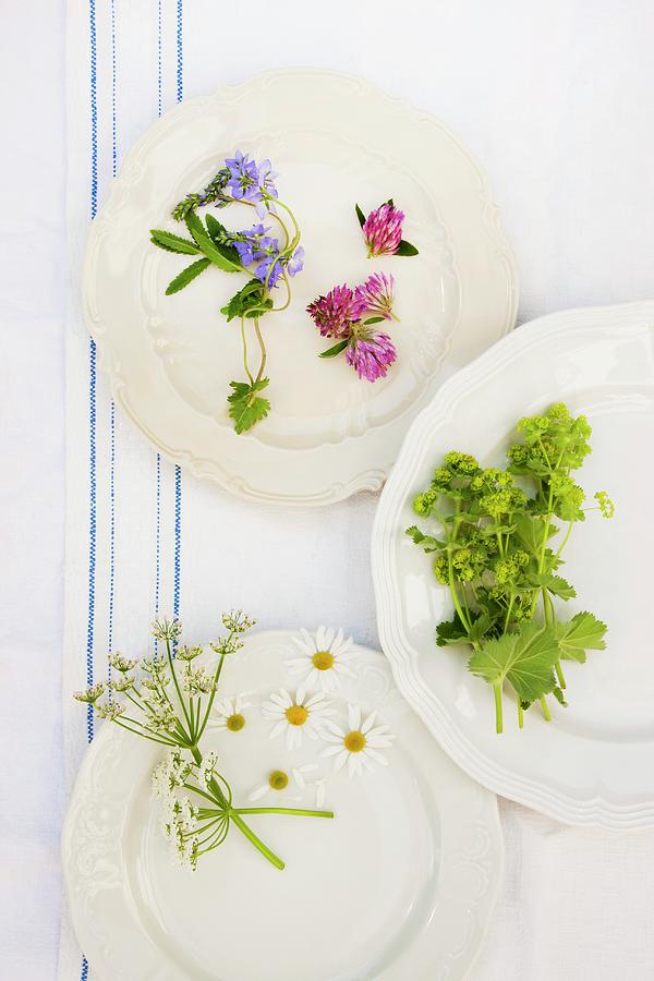 Still-life Arrangement Of Medicinal And Tisane Herbs On Three Plates; Verbena, Red Clover, Ladys Mantle, Yarrow Flowers, Chamomile Flowers Photograph by Sabine Lscher