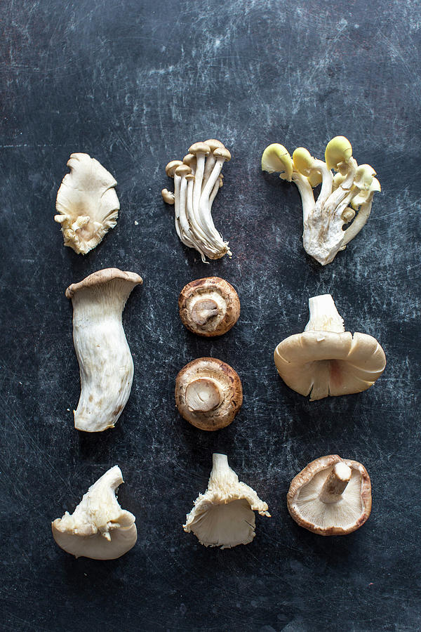 Still Life: Assorted Mushrooms Photograph by Lara Jane Thorpe