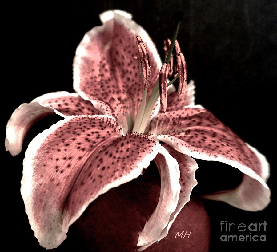 Still Life Mauve Lily Photograph by Marsha Heiken