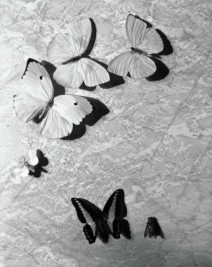 Still-life Of Butterfly Stage Props Photograph by Cecil Beaton
