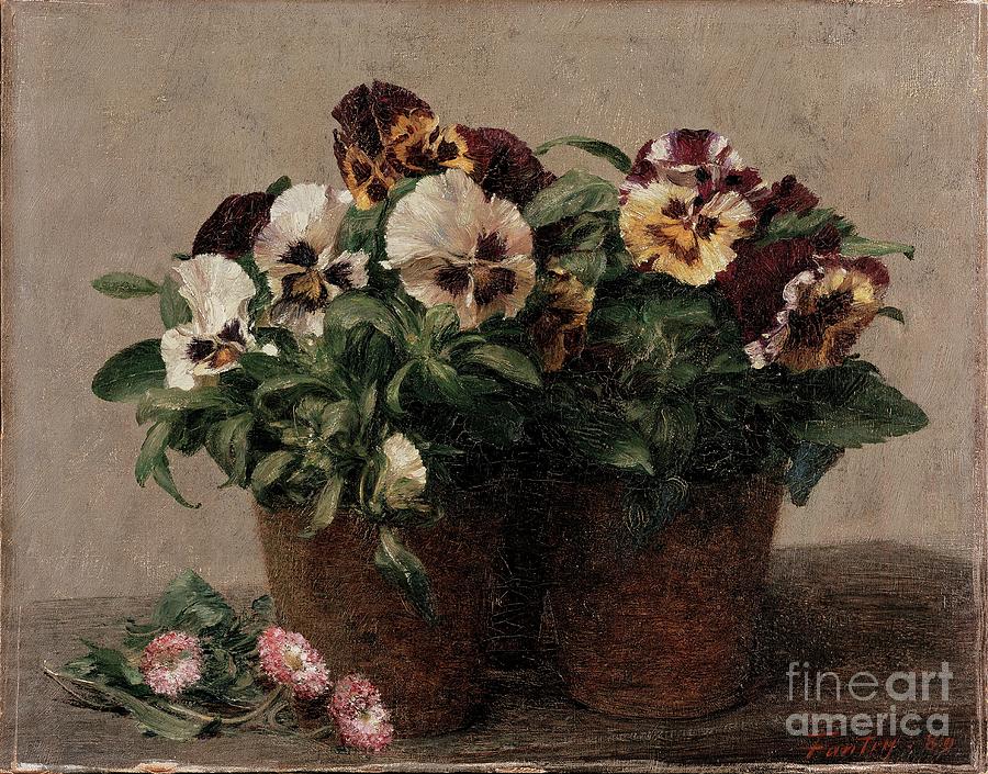 Still Life Pansies And Daisies Drawing by Heritage Images