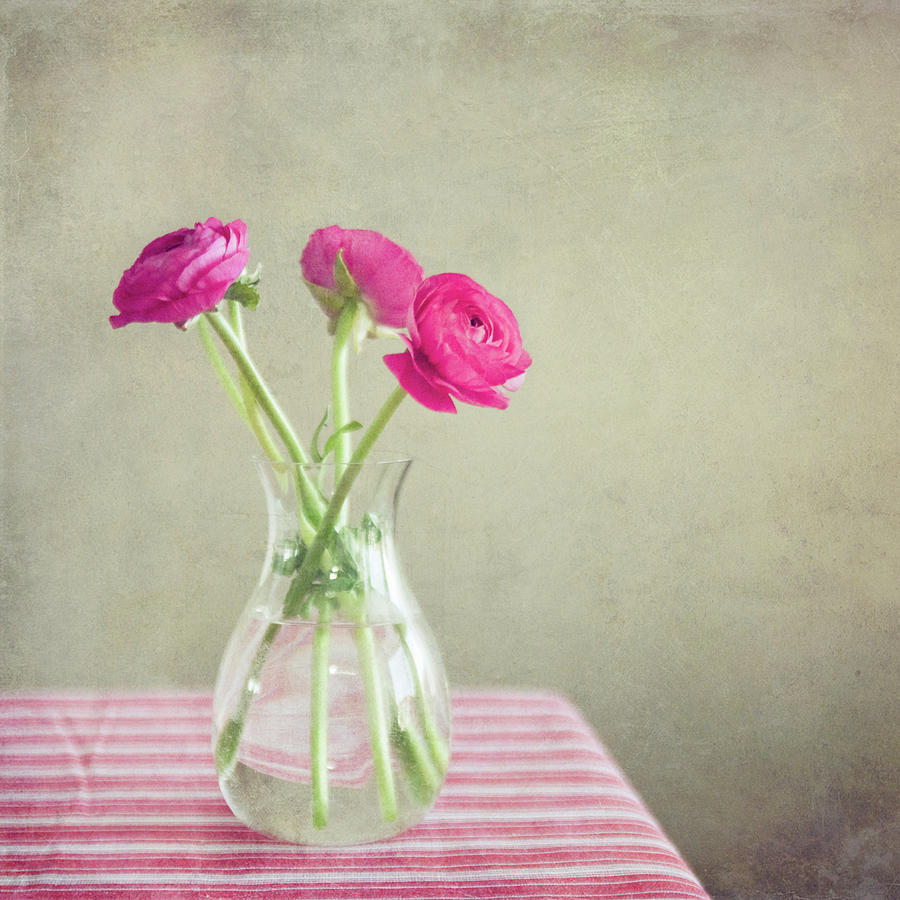 Still Life, Ranunculus Flowers Photograph by Maria Kallin