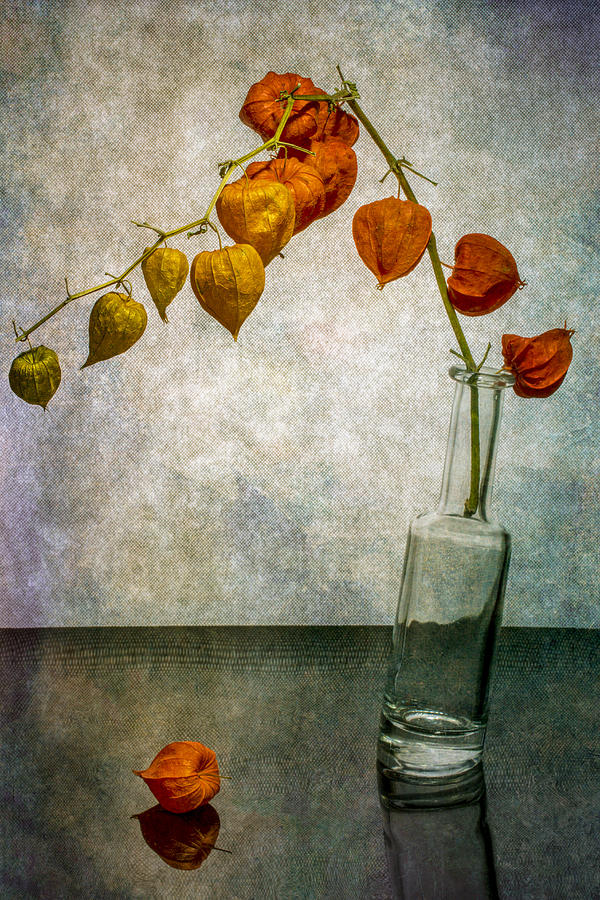Still Life With A Branch Of Physalis In A Slanted Bottle Photograph by Brig Barkow