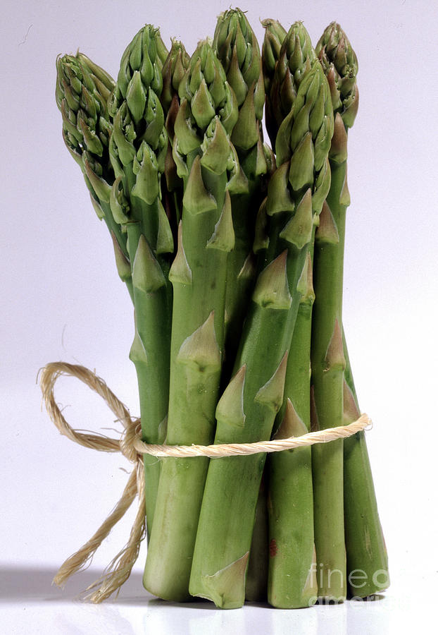 Asparagus Photograph - Still Life With Asparagus. by Anonymous