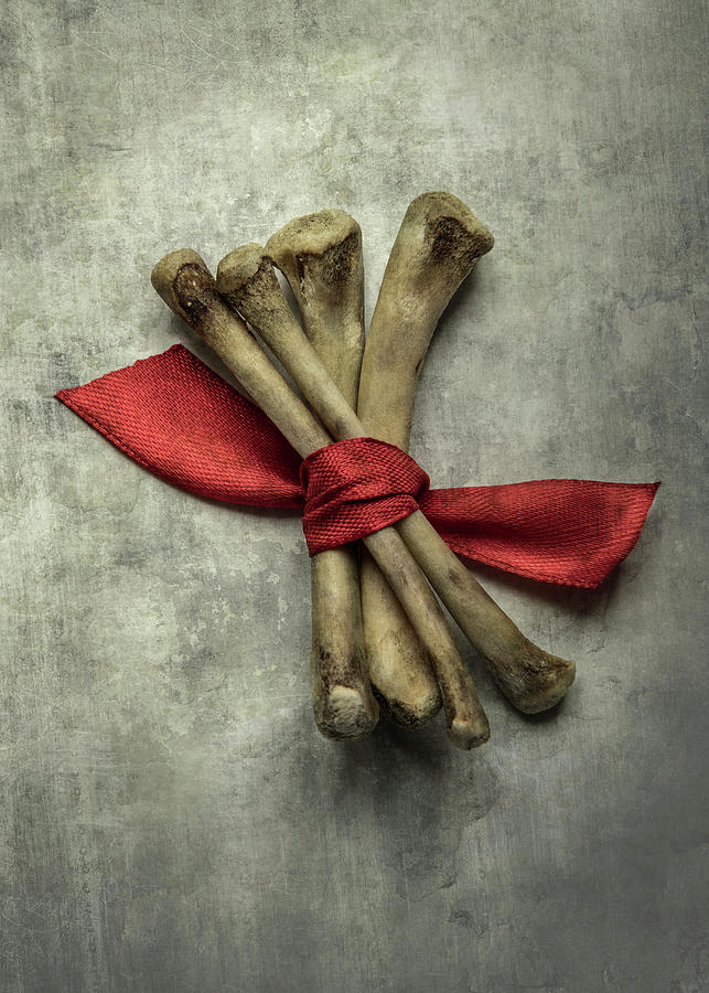 Still life with bones and red ribbon Photograph by Jaroslaw Blaminsky