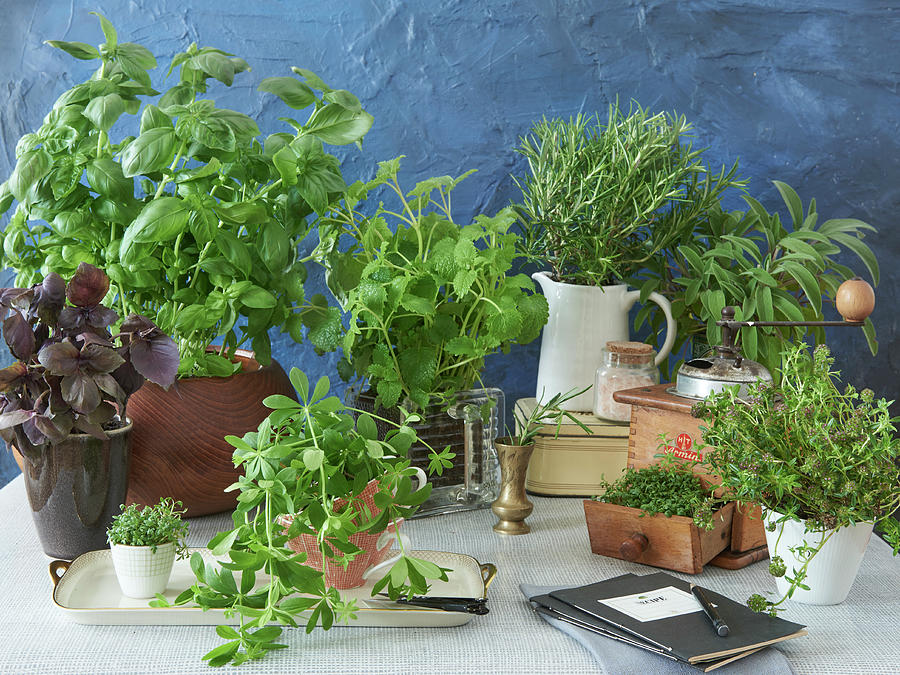 Still Life With Different Fresh Culinary Herbs Photograph by Hsfoto
