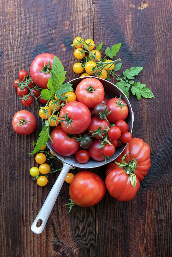 Still Life With Different Types Of Tomatoes Photograph by Magdalena & Krzysztof Duklas