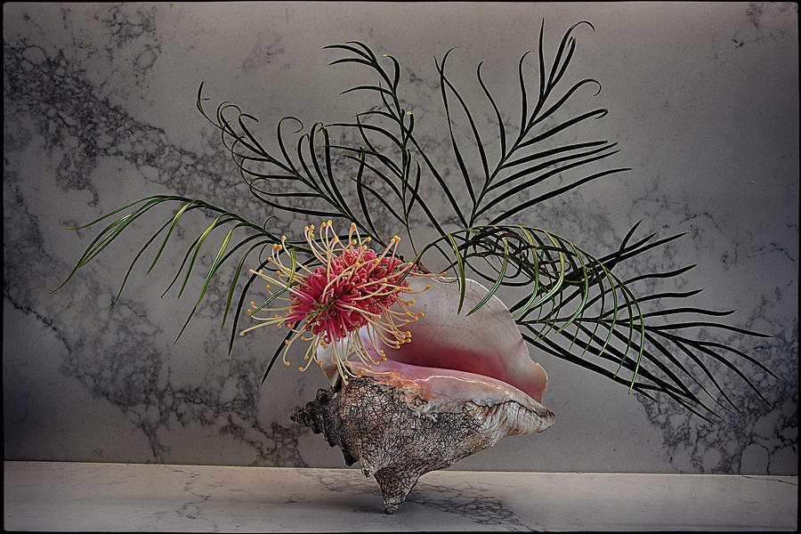 Still life with Grevillea Banksii Photograph by Andrei SKY