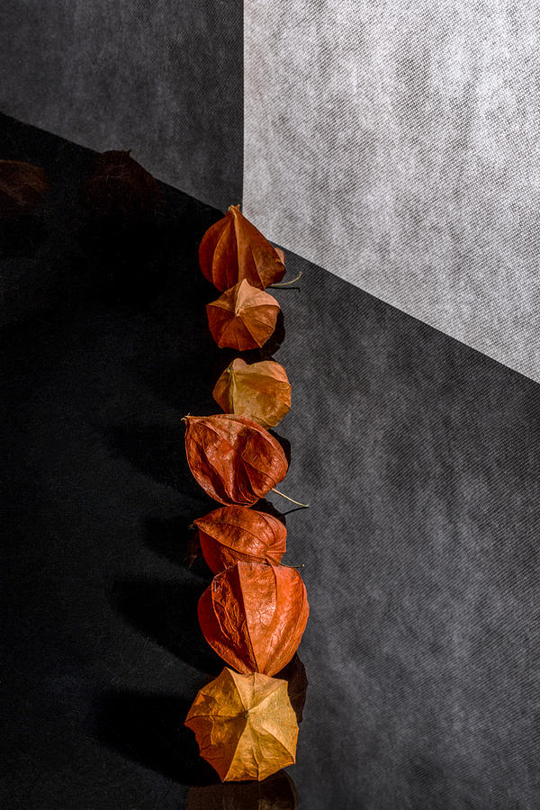 Still Life With Physalis Photograph by Brig Barkow