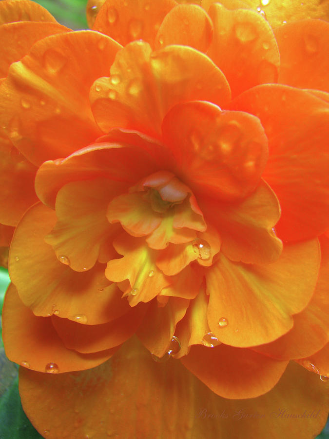 Still the One 2 - Begonia - Flowers from the Garden Photograph by Brooks Garten Hauschild