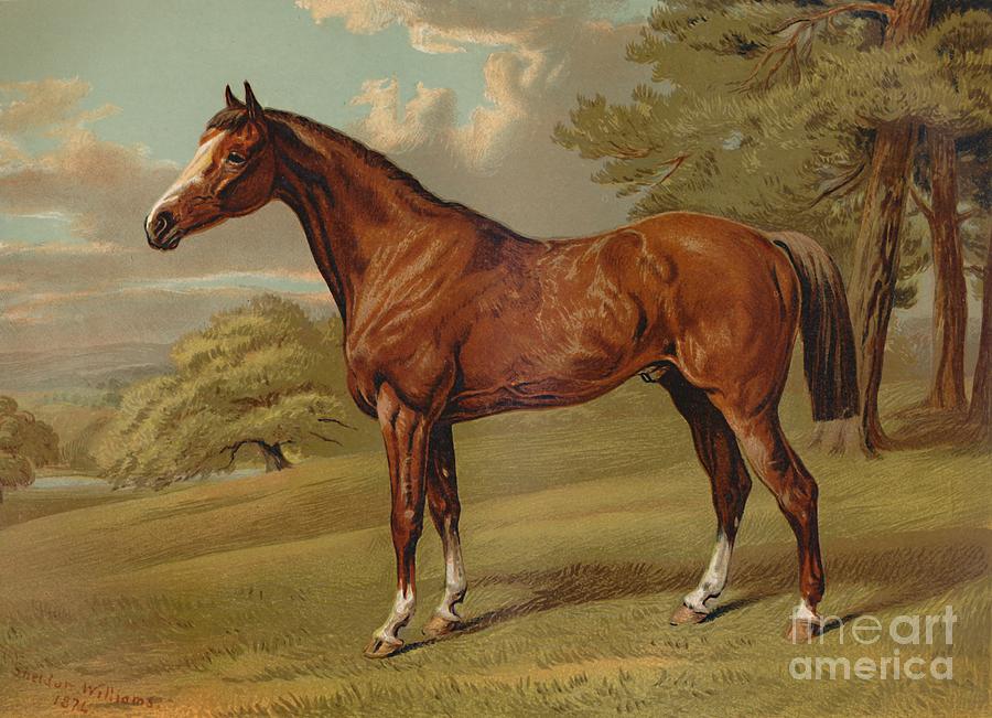Stilton A Hunter Drawing by Print Collector