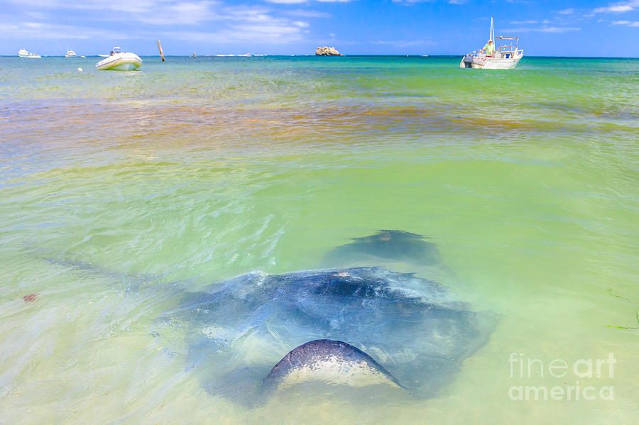 Sting rays in Hamelin Bay Photograph by Benny Marty