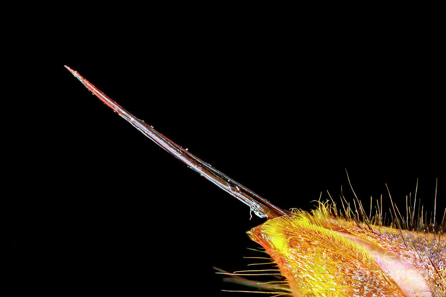 Stinger Of An Asian Hornet Photograph by Nicolas Reusens/science Photo Library
