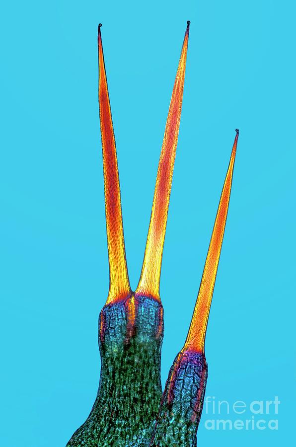 Stinging Nettle Hairs Photograph by Dr Keith Wheeler/science Photo Library