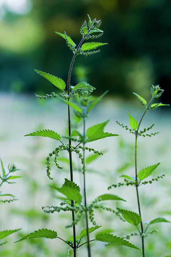 Stinging Nettle Plants In The Park Photograph by Foodografix