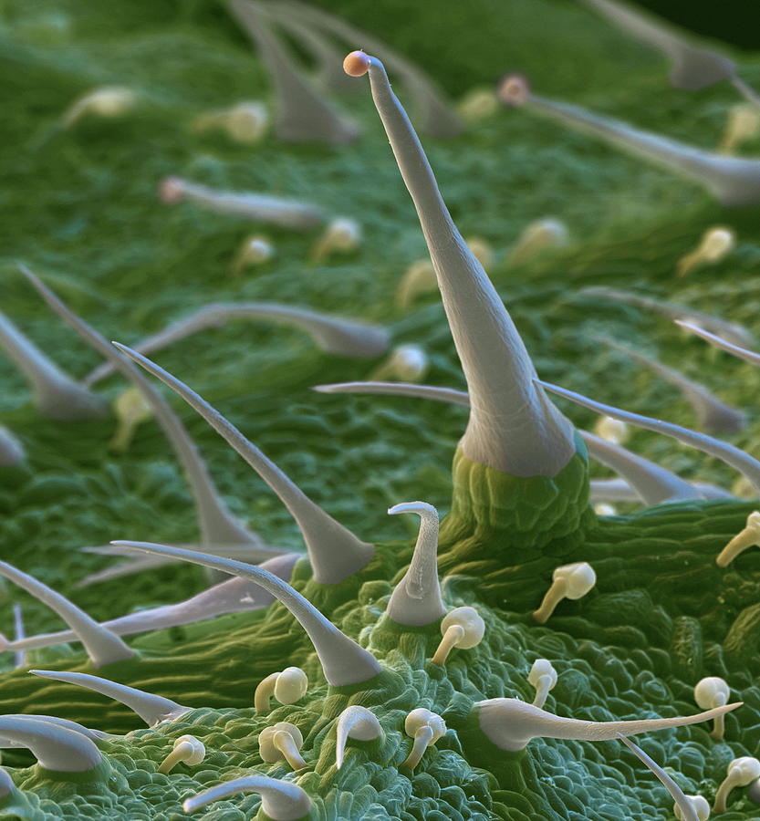 Stinging Nettle Urtica Dioica, Sem Photograph by Eye Of Science