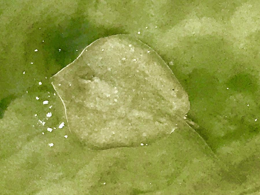 Stingray In The Emerald Waters Photograph