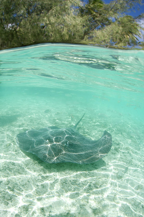 Stingray Photograph by M Swiet Productions