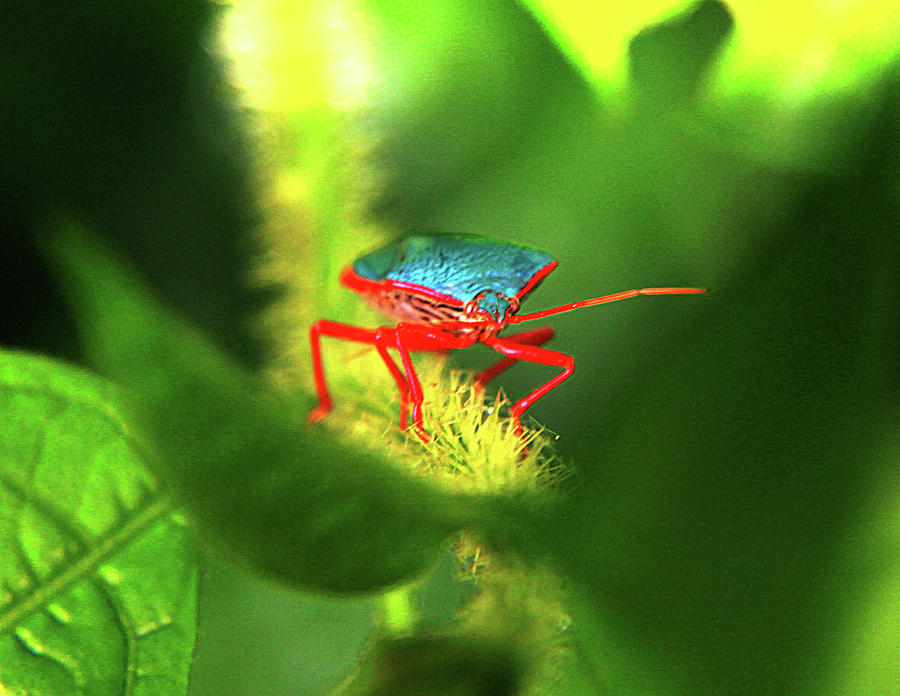 Nature Photograph - Stink Bug by Dana Brett Munach
