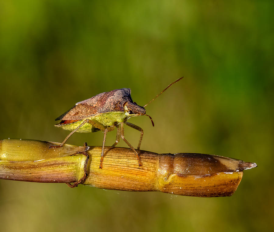 Stink Bug Photograph by Steven Haddix - Fine Art America