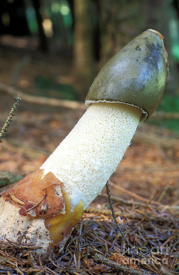 Stinkhorn Fungus Photograph by Dr Keith Wheeler/science Photo Library