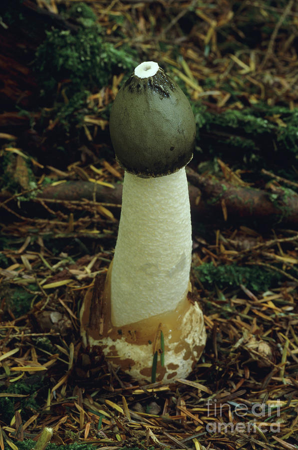 Stinkhorn Mushroom Photograph by John Wright/science Photo Library ...