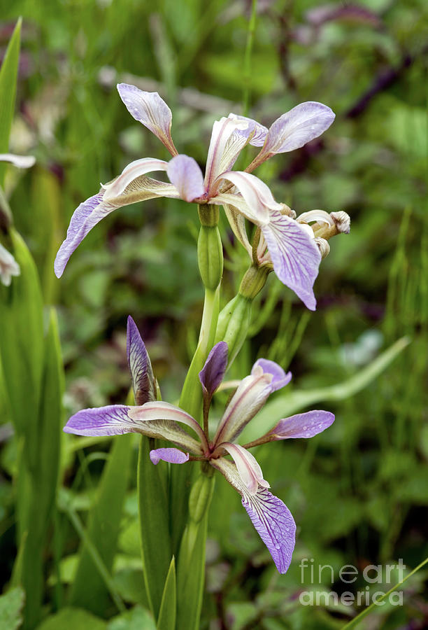 Stinking Iris (iris Foetidissima) Photograph by Dr Keith Wheeler/science Photo Library