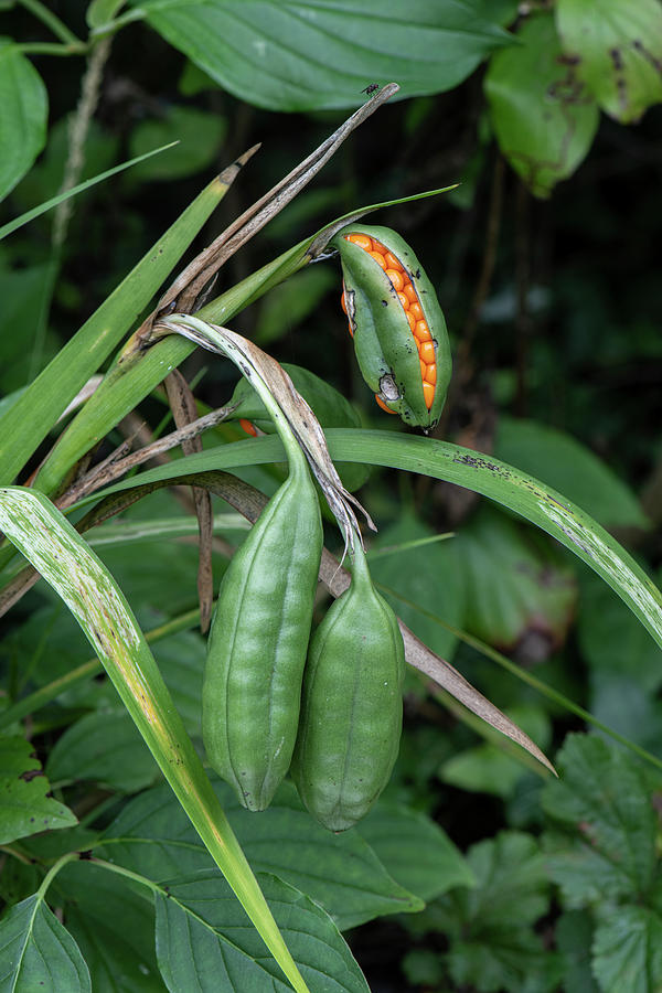 Stinking Iris Pods With Seeds Emerging. Surrey, England Photograph by ...