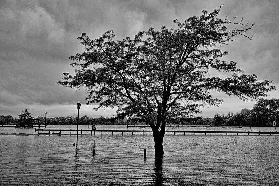 STL Flood Study 1 Photograph by Robert Meyers-Lussier