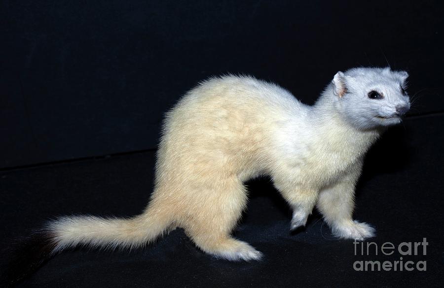 Stoat In Winter Fur Photograph by Dirk Wiersma/science Photo Library