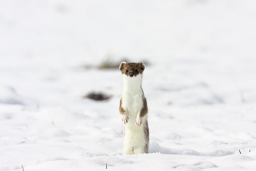 Stoat Standing Upright, Fur Change To Winter Coat, Mustela Erminea ...