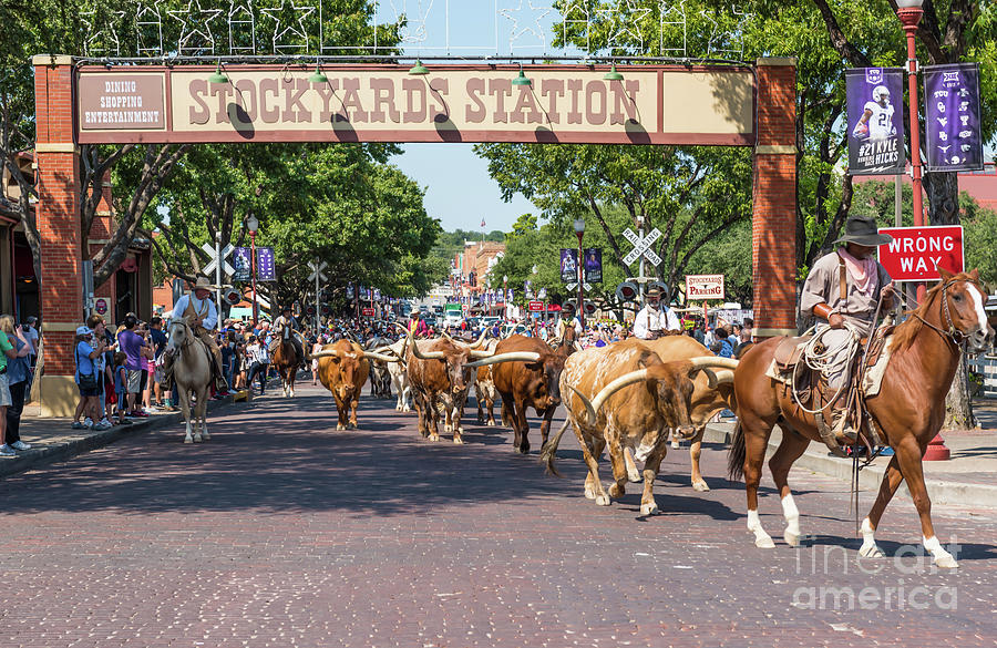 Stockyard Cattle Drive Photograph by Bee Creek Photography - Tod and Cynthia