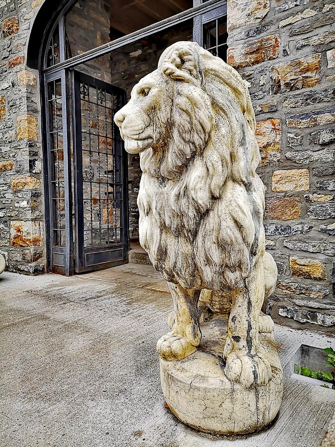 Stoic Lion Photograph by Daniel Pederson | Fine Art America